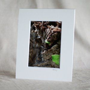 “Caterpillar’s Lunch” 5x7 Photography Print